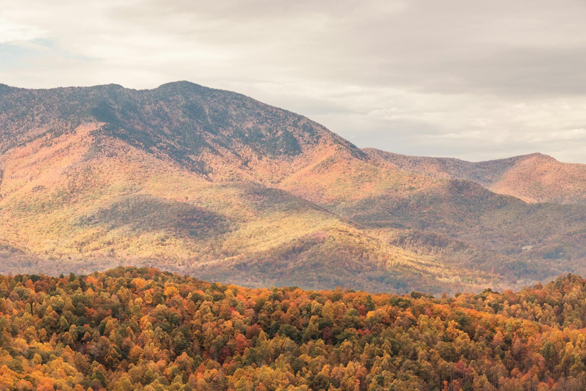 Virginia Conservation Forestry - Rich Mountain