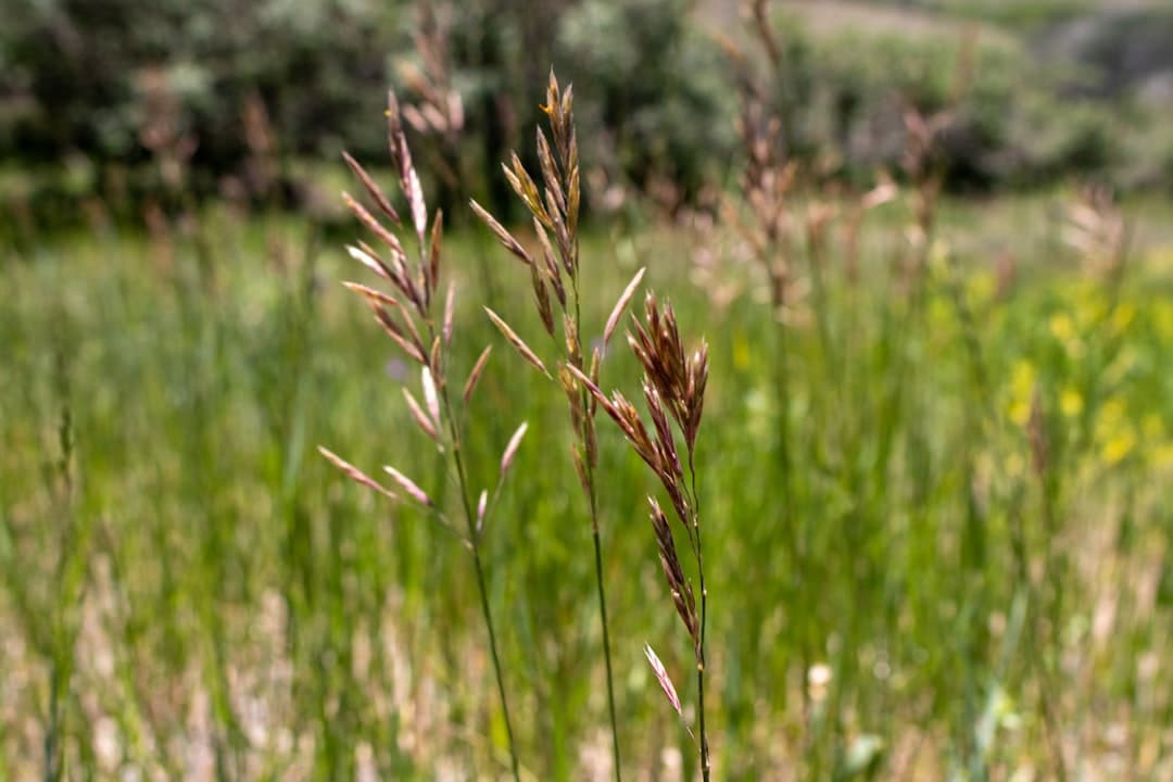 AgriCapture Grasslands Project 1