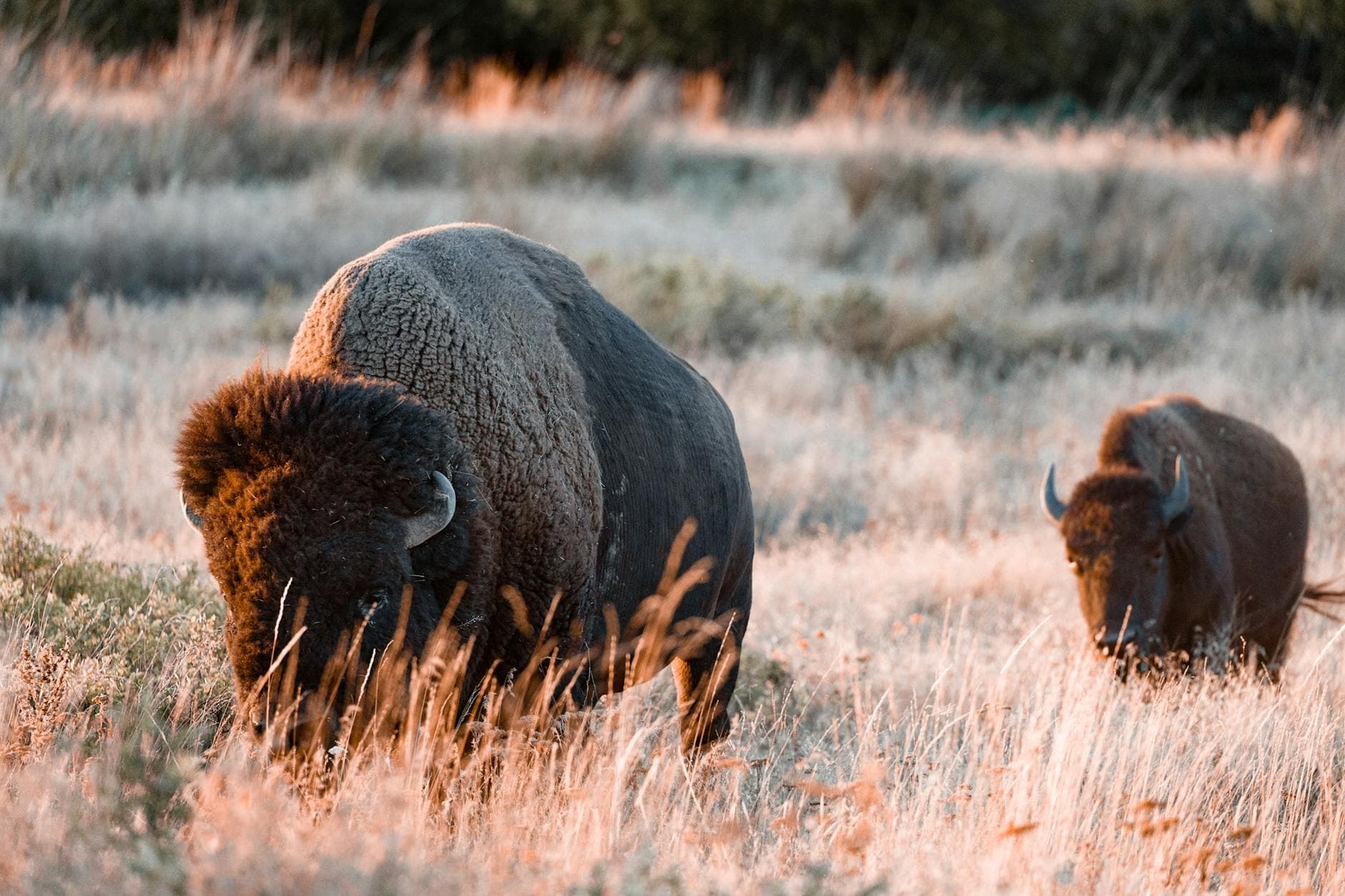 American Grasslands Heritage #1
